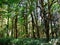 Rainforest with lush ferns and moss on trees