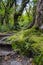 Rainforest magical path