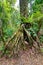 Rainforest in Masoala national park, Madagascar