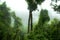 Rainforest in Mist, Jungle, Rainforest, Daintree Forest near Cairnes, green jungle, Queensland, Australia