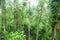Rainforest in Mist, Jungle, Rainforest, Daintree Forest near Cairnes, green jungle, Queensland, Australia
