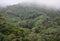 Rainforest Mountain Fog and Greenery