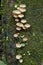 Rainforest mushrooms