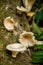 Rainforest Mushrooms