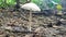 rainforest mushrooms underworld rabbitfarm