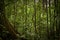 Rainforest nature, Yasuni National Park, Ecuador