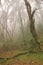 Rainforest near Pokhara on a fogy spring day. Mystic ambience.