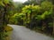 Rainforest, New Zealand