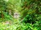 Rainforest of the Parque da Grena nature reserve at Lake Furnas Azores archipelago