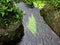 Rainforest of the Parque da Grena nature reserve at Lake Furnas Azores archipelago