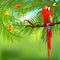 Rainforest and parrot