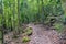 Rainforest path. Hiking in tropical rain forest