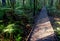 Rainforest Pathway