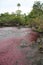 Rainforest Pink River Cano Cristales