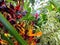 Rainforest Plants, Costa Rica