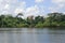Rainforest from the river, Amazonia, Ecuador