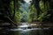 rainforest river flowing through protected land