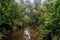 Rainforest and river in Gunung Mulu National park. Sarawak