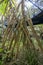 Rainforest roots in Bicentennial Conservatory, Adelaide Botanic Garden