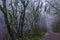 The rainforest scenery from Sequalitchew Creek trail.