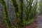 The rainforest scenery from Sequalitchew Creek trail.