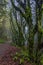 The rainforest scenery from Sequalitchew Creek trail.