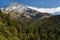 Rainforest on the slopes of Mount Taranaki in Egmont National Park