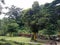 A Rainforest in Sumberawan Temple