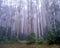 Rainforest at Tarra Bulga National park .