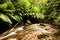 Rainforest in Tasmania