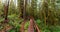 Rainforest Trail, near Tofino and Ucluelet, Vancouver Island