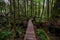 Rainforest Trail, near Tofino and Ucluelet, Vancouver Island