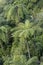 Rainforest with tree ferns