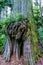 Rainforest Tree with Interesting Large Knotty Growth