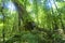 Rainforest tree Mossman Gorge