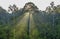 Rainforest tree during sunrise at Borneo Sabah