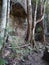 Rainforest trees along the track