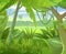 Rainforest vector. Tropical forest panorama. Dense thickets. View from the forest. Southern Rural Scenery. Illustration