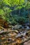 Rainforest vegetation crossed by the river