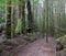 Rainforest walkway, Tasmania