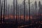 Rainforest wildfire environment disaster background. Jungle forest bushfire scene with dire consequences for nature