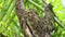 Rainforest Wildlife, Sloth in Costa Rica, Climbing a Tree, Brown Throated Three Toed Sloth (bradypus