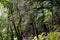 Rainforests of Nepal. Road and vegetation on the way to Everest