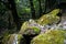 Rainforests of Nepal. Road and vegetation on the way to Everest