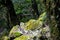 Rainforests of Nepal. Road and vegetation on the way to Everest