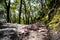 Rainforests of Nepal. Road and vegetation on the way to Everest