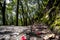 Rainforests of Nepal. Road and vegetation on the way to Everest