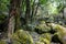 Rainforests of Nepal. Road and vegetation on the way to Everest