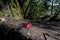 Rainforests of Nepal. Road and vegetation on the way to Everest