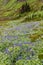 Rainier Alpine Wildflowers